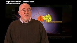 HHMI Educator Tips  Regulation of the Lactase Gene [upl. by Nilrac]