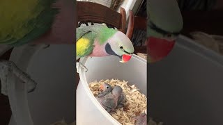 Parrot Loves on Baby Parakeets  ViralHog [upl. by Bal]