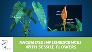 RACEMOSE INFLORESCENCES WITH SESSILE FLOWERS [upl. by Ytsirt]