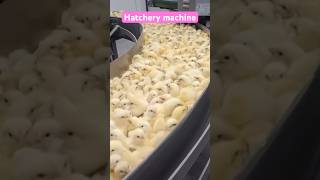 Hatchery machine hatching chicken chickes animals birds wildlife pets doglover [upl. by Nosidam279]