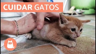 Cómo cuidar un GATO CACHORRO [upl. by Ot]