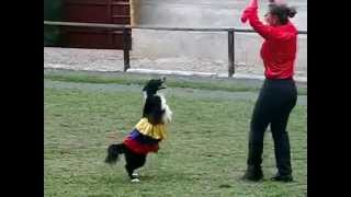 Perro bailando salsa  Dog dancing salsa [upl. by Haimaj311]