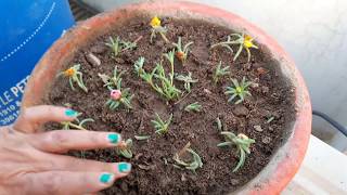 How to Grow Portulaca by Cutting  How to Grow 9 OClock Plant by Cutting [upl. by Siravaj]