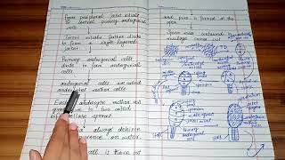 life cycle of polytrichum sexual reproduction development of antheridia in polytrichum [upl. by Attelahs]