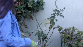 How to Prune Your Roses in 4 Easy Steps [upl. by Hannahs]