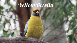 Yellow Rosella close up [upl. by Chung]