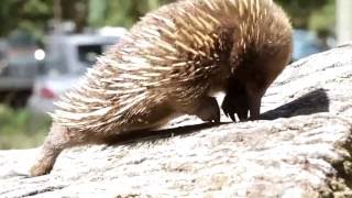 Freycinet Lodge  Accommodation in Freycinet National Park [upl. by Nere797]