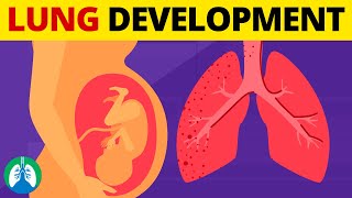 5 Stages of Fetal Lung Development  Quick Explanation [upl. by Annocahs7]