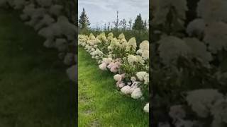 grandiflorahydrangeas beautiful paniculata hortensia flower garden сад perfect [upl. by Old]