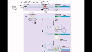 Regulation of Gene Expression in Eukaryotes [upl. by Latvina]