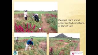 Plant Growth and Yield Performance of Quinoa under Irrigated and Rainfed Conditions of Malawi [upl. by Eldridge]