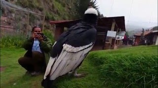 Peru Kondor Andean Condor  Cuzco Dec 2014 [upl. by Ramey]