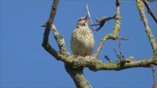 Singing Woodlark [upl. by Odille]