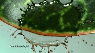 Making A Splash  Highspeed video shows how far one drop of water really goes [upl. by Kerwinn]