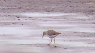 Brodziec żółtonogi w Polsce  Lesser yellowlegs Tringa flavipes in Poland [upl. by Vincents227]