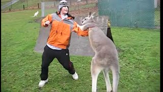 Kangaroo vs Human Kangaroo attacking [upl. by Eirellav519]