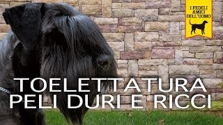 TOELETTATURA CANI PELI DURI E RICCI trailer documentario [upl. by Nanreik]