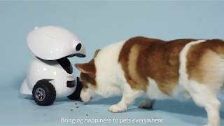 DOGNESS Smart iPet Robot [upl. by Heppman]