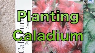 Planting Caladium Bulbs  Lets get a head start [upl. by Adiv]