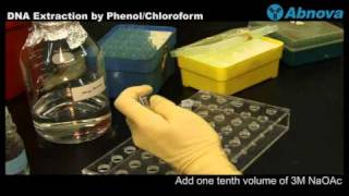 DNA Extraction by Phenol Chloroform [upl. by Alpheus]