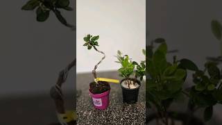 How to start an azalea bonsai🌺 bonsai fyp propogate prune wire howto diy [upl. by Sielen]