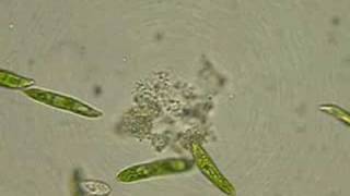 Euglena wide shot [upl. by Itsirc]