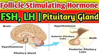 Follicle Stimulating Hormone FSH  lh Hormone fertility [upl. by Angelique]