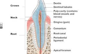 AampPII Chapter 23 Digestive system lecture part 1 [upl. by Enitnatsnoc648]