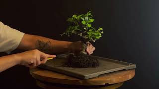 Repotting a Fukien Tea Bonsai [upl. by Nawad472]