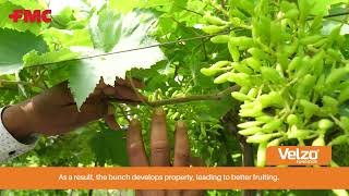 See How 𝗩𝗲𝗹𝘇𝗼® 𝗙𝘂𝗻𝗴𝗶𝗰𝗶𝗱𝗲 Fights Downy Mildew in Grape Crops FMC FMCIndia NewFungicide Velzo [upl. by Nivi]