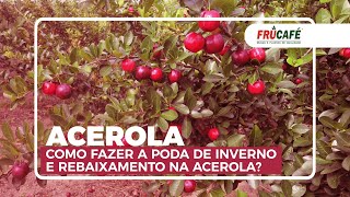 Como Fazer a Poda de Inverno e Rebaixamento na Acerola [upl. by Hera197]