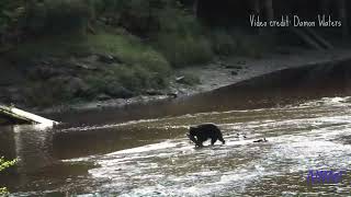 Black bears fishing at Herring Cove Ketchikan Alaska August 1 2023 [upl. by Ayekram202]