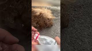 Rescuing a stray dog suffering from heatstroke shorts [upl. by Mirabella]