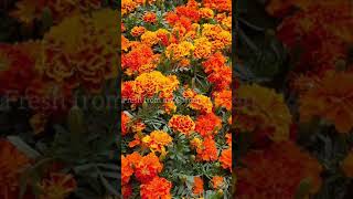 Benefits of Marigold flowers for your Garden shorts [upl. by Enak]