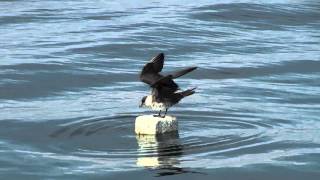 Parasitic Jaeger Arctic Skua  Stercorarius parasiticus [upl. by Mendy]