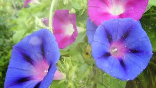 How to Grow Ipomoea [upl. by Daberath]