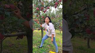 Beautiful Landscape of Fruit Farm  Delicious Red Apple 🍎🍎🍎🍎🍎 shorts apple youtubeshorts [upl. by Oluap]