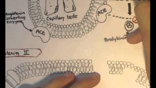 ReninAngiotensin System Structure Chymase [upl. by Wiseman]