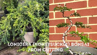 Making Honeysuckle Bonsai Lonicera From Cuttings  Clipping Bonsai I Made With Peter Chan [upl. by Epillihp]