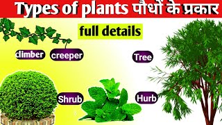 Types of plants in hindiपौधे के प्रकार Different types of plantHubs Shrubs CreeperClimber [upl. by Helse]