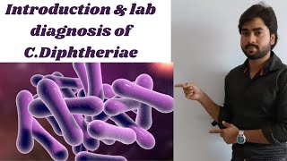 Corynebacterium  Introduction  Lab Diagnosis  Direct microscopy By Abhishek sir [upl. by Gault]