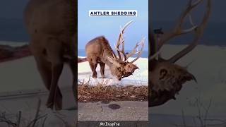 The Emotional Journey of Elk Antler Shedding facts animals shortsfeed shorts [upl. by Salvucci]