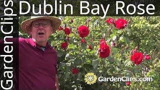 Dublin Bay Rose  Rosa Dublin Bay  Growing Dublin Bay Rose bush [upl. by Shermie448]