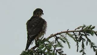 091624 Black Merlin Falcon Kent Wa 0769162 [upl. by Coshow]