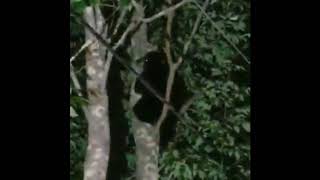 Two Bears In Farsite Bungalow Colony In Monticello [upl. by Nossila]