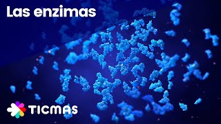 ¿Qué son las Enzimas Funciones estructura y características [upl. by Jacqueline]