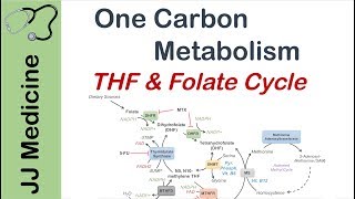 One Carbon Metabolism  Tetrahydrofolate and the Folate Cycle [upl. by Solberg]