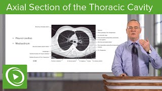 Axial Section of the Thoracic Cavity – Anatomy  Lecturio [upl. by Adnarem603]