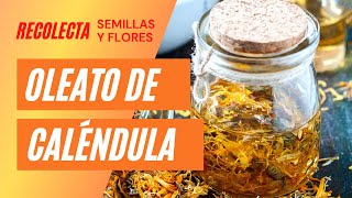 Aceite macerado u Oleato de Caléndula cómo hacerlo fácilmente 😁 ¡Recolecta semillas y flores 🥀 [upl. by Solakcin]