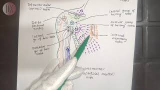 Lymphatic Drainage of Upper Limb  Upper Limb  Dr Ali  Doctor Z [upl. by Lyrac]